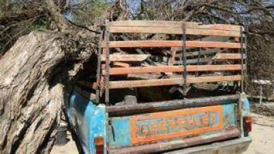 Cay� un algarrobo que destroz� una camioneta