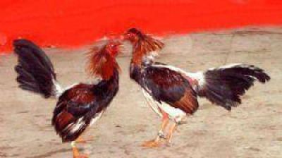 Piden erradicar carros tirados por equinos y las ri�as de gallo