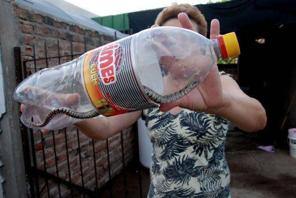 Quejas por v�boras en el Barrio Sur