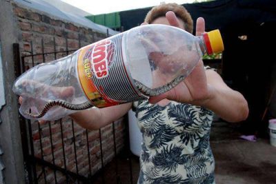 Quejas por v�boras en el Barrio Sur