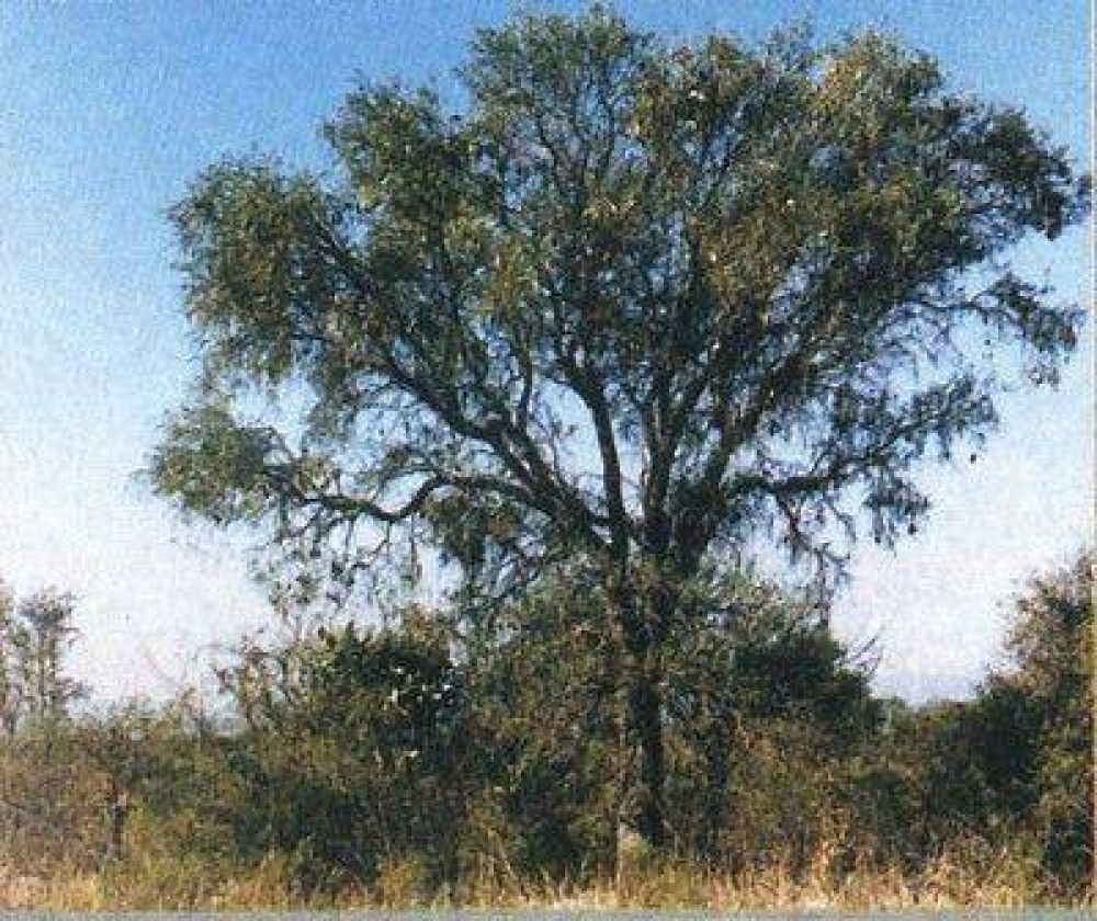 Identifican en Baradero ejemplares de quebracho blanco �nicos en la Provincia de Buenos Aires