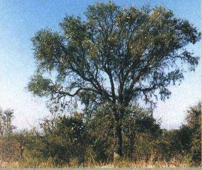 Identifican en Baradero ejemplares de quebracho blanco �nicos en la Provincia de Buenos Aires