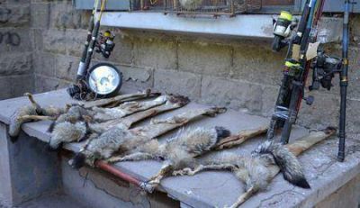 "Acciones coordinadas de control ayudan a proteger la fauna de Mendoza"