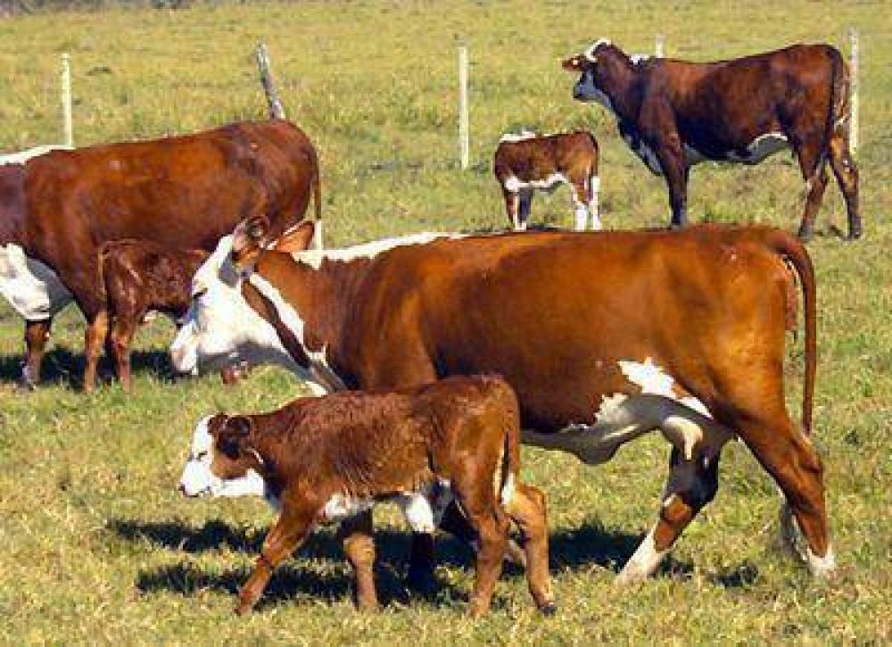 Si la oferta forrajera no mejora, se compromete el xito de los servicios de las vacas de cra