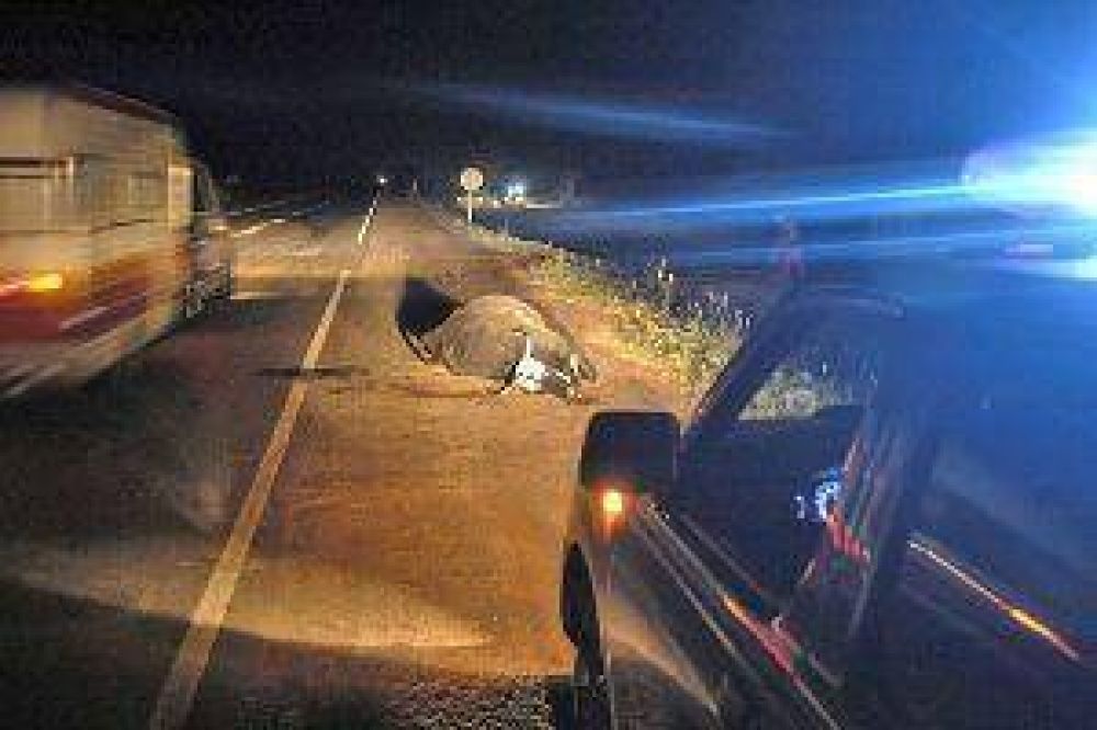 "Por un animal suelto en la ruta, mi marido puede perder sus piernas"