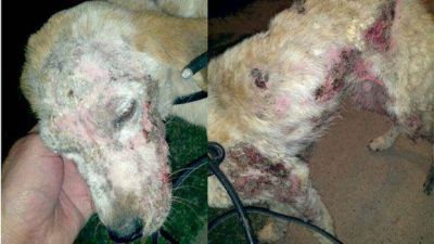 Rescataron un perro que fue atado a un �rbol para que muera