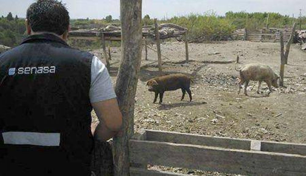 Agroindustria detect� en Tupungato un criadero con triquinosis