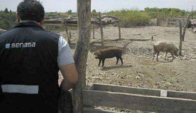Agroindustria detect� en Tupungato un criadero con triquinosis