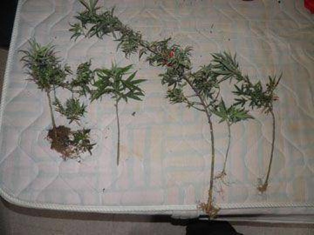 Hallan invernadero con plantas de marihuana