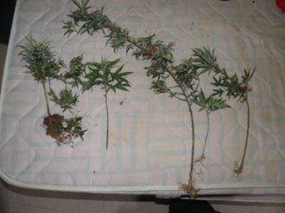 Hallan invernadero con plantas de marihuana