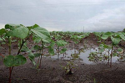 Las lluvias generaron un gran alivio para la actividad productiva primaria