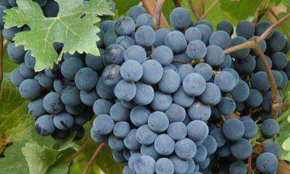 Se consolida la uva Bonarda, un varietal que da pelea al Malbec
