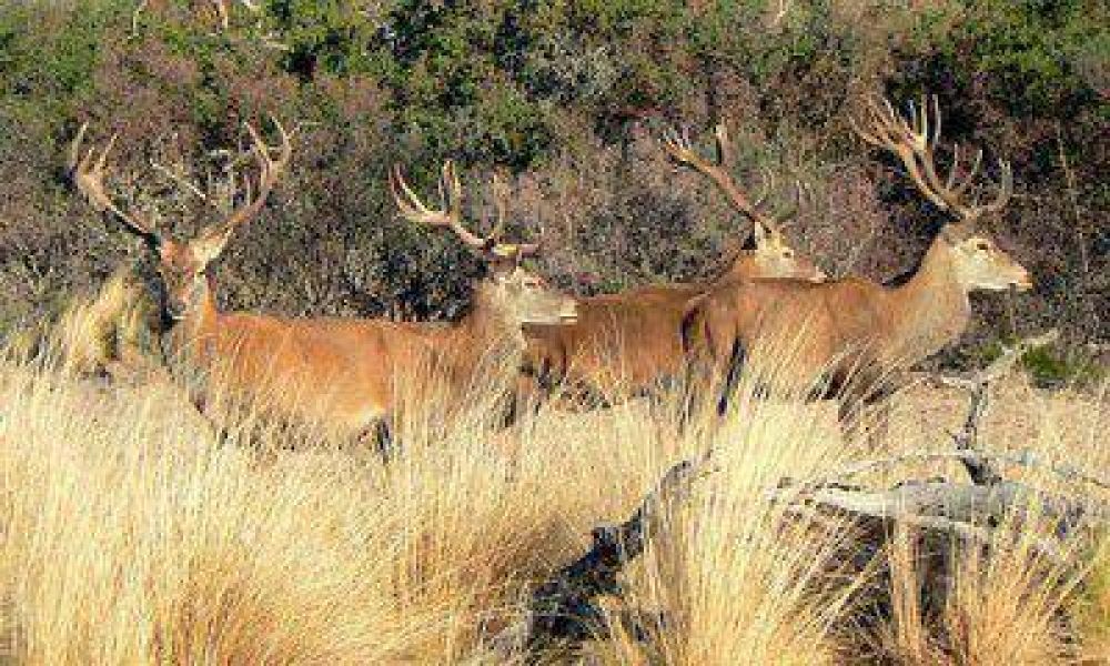 Cr�ticas por un nuevo coto de caza que se abrir�a en Tupungato