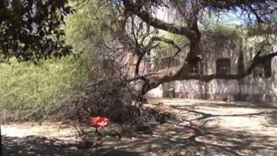 Cay� el hist�rico algarrobo de La Normal y expertos trabajan para rescatarlo