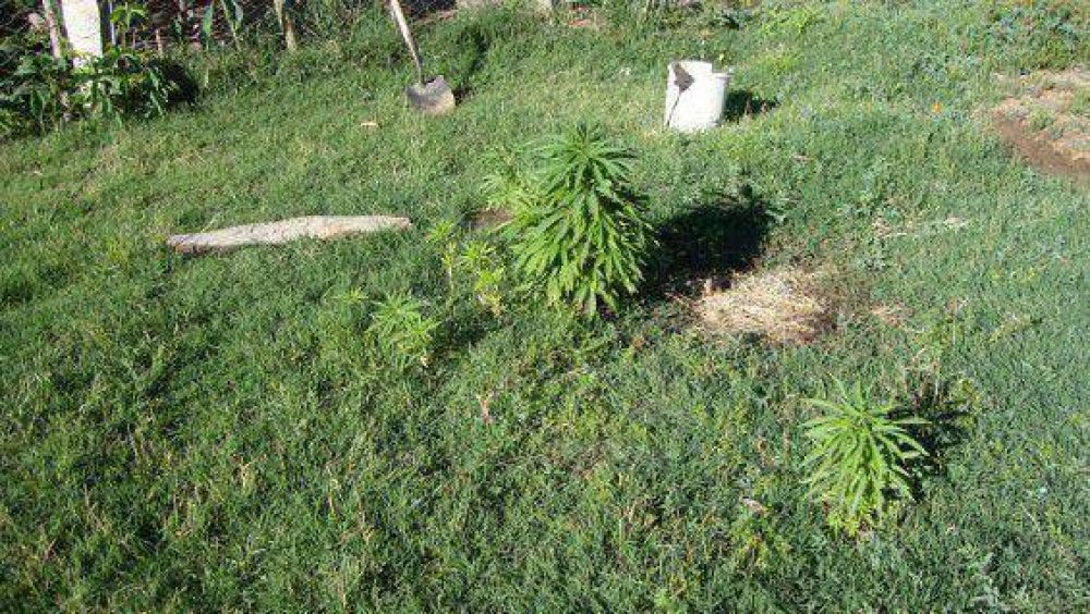 Detectan una peque�a plantaci�n de marihuana en Rivadavia