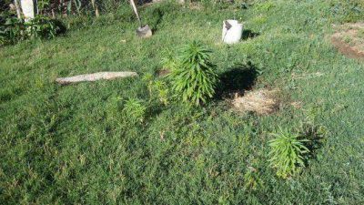 Detectan una peque�a plantaci�n de marihuana en Rivadavia