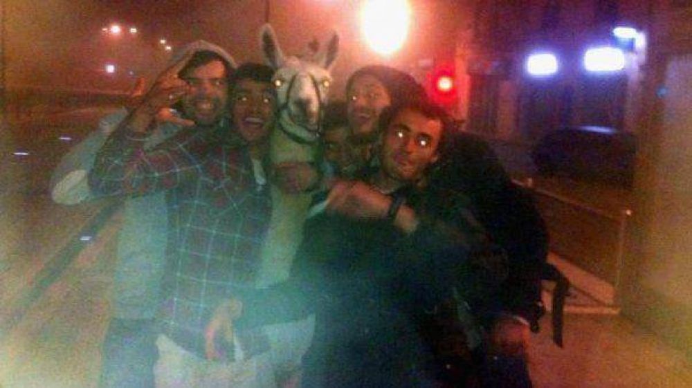 Roban una llama del circo, se van de fiesta y son furor en Internet