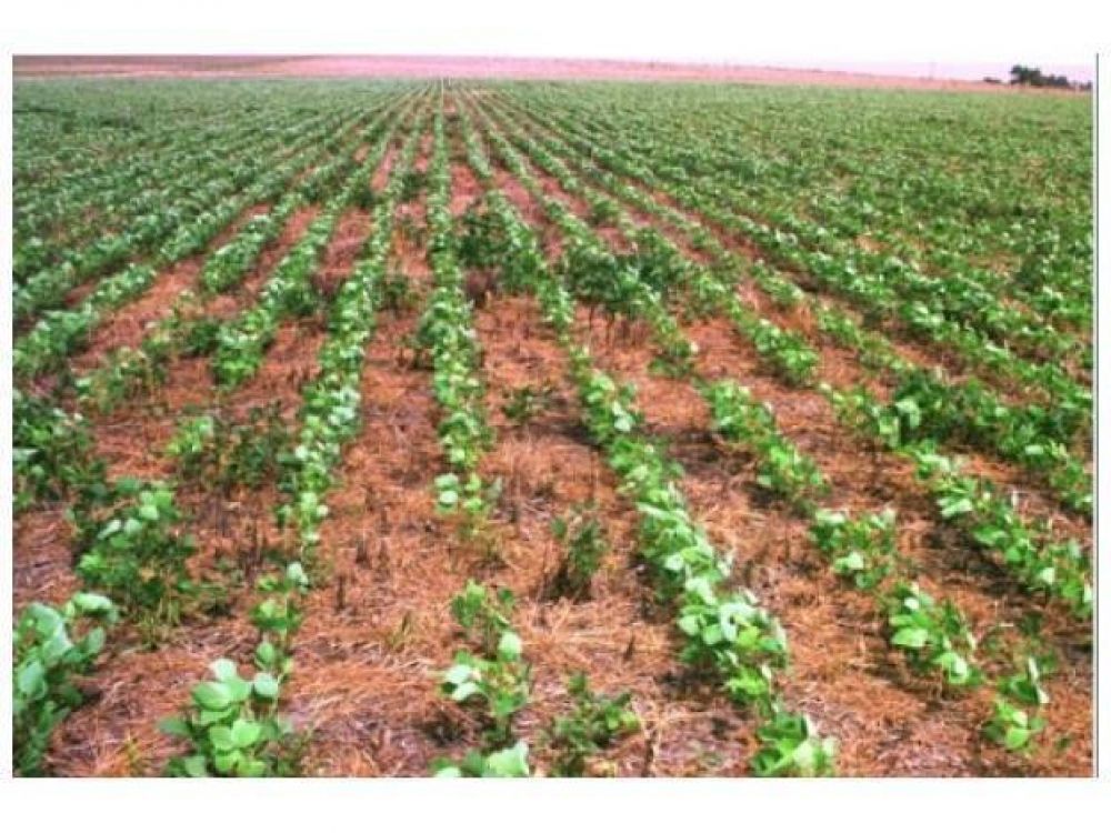 Advierten sobre el cese de la cadena de pagos en el agro