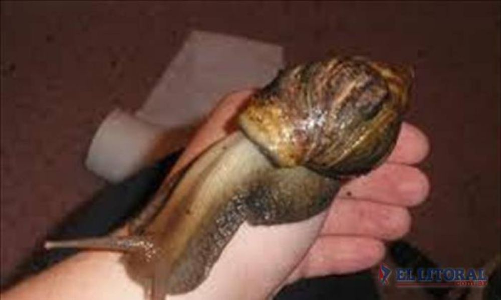 Alerta por un caracol gigante africano que apareci� en el Yapey�