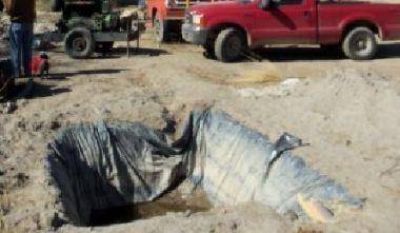 Nuevo pozo de agua para riego agr�cola en Recreo