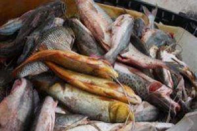 A pesar de la veda pesquera, secuestraron m�s de 500 kilos de distintas especies
