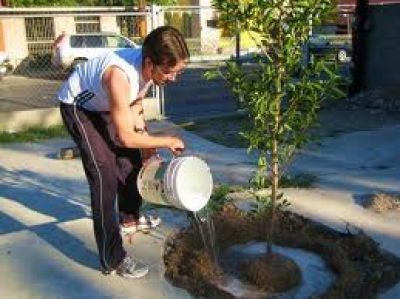 Proyecto: Un �rbol por un auto	