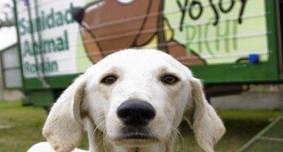 Campa�a de adopci�n de Imusa