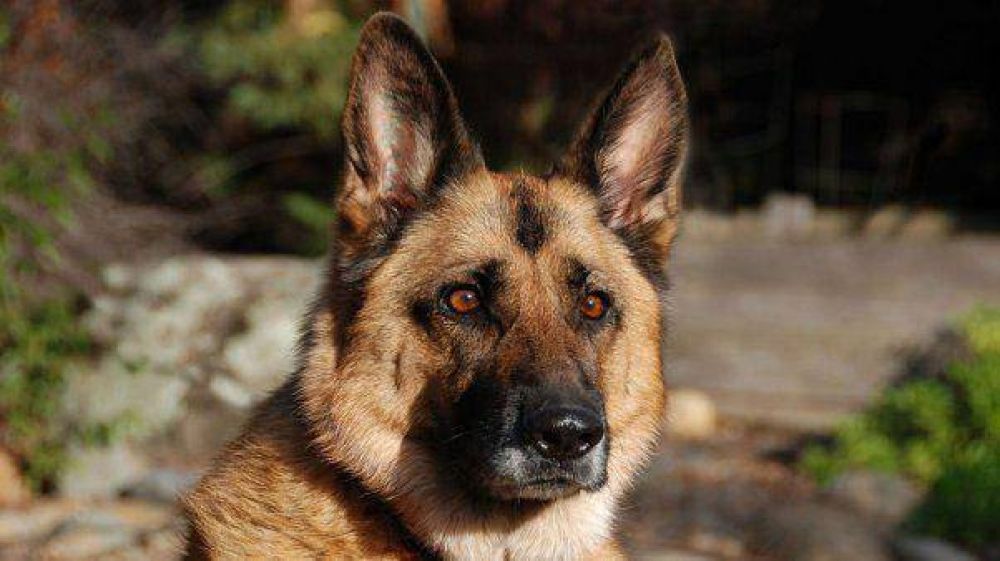 Un hombre tuvo que comerse a su perro para sobrevivir