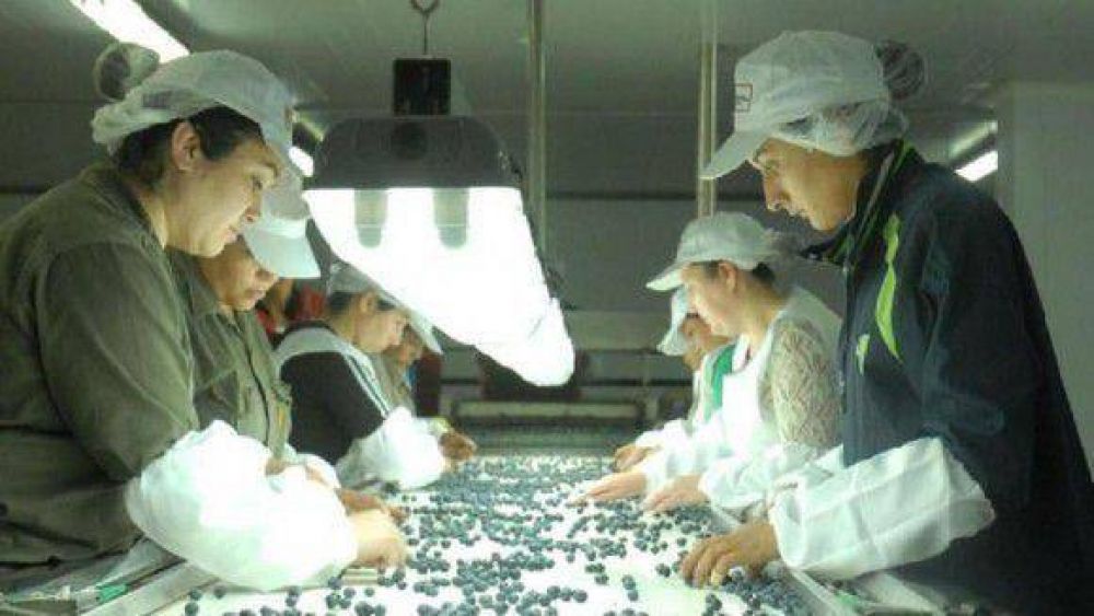 Tucum�n es el mayor exportador de ar�ndanos del cono sur