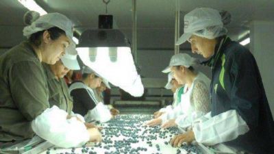 Tucum�n es el mayor exportador de ar�ndanos del cono sur