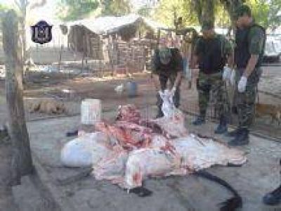 La Polic�a incaut� una vaca que era faenada en una finca de Salta