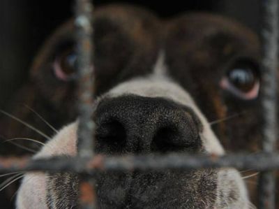 El municipio paga 150 pesos por d�a por no cumplir normas sobre mascotas