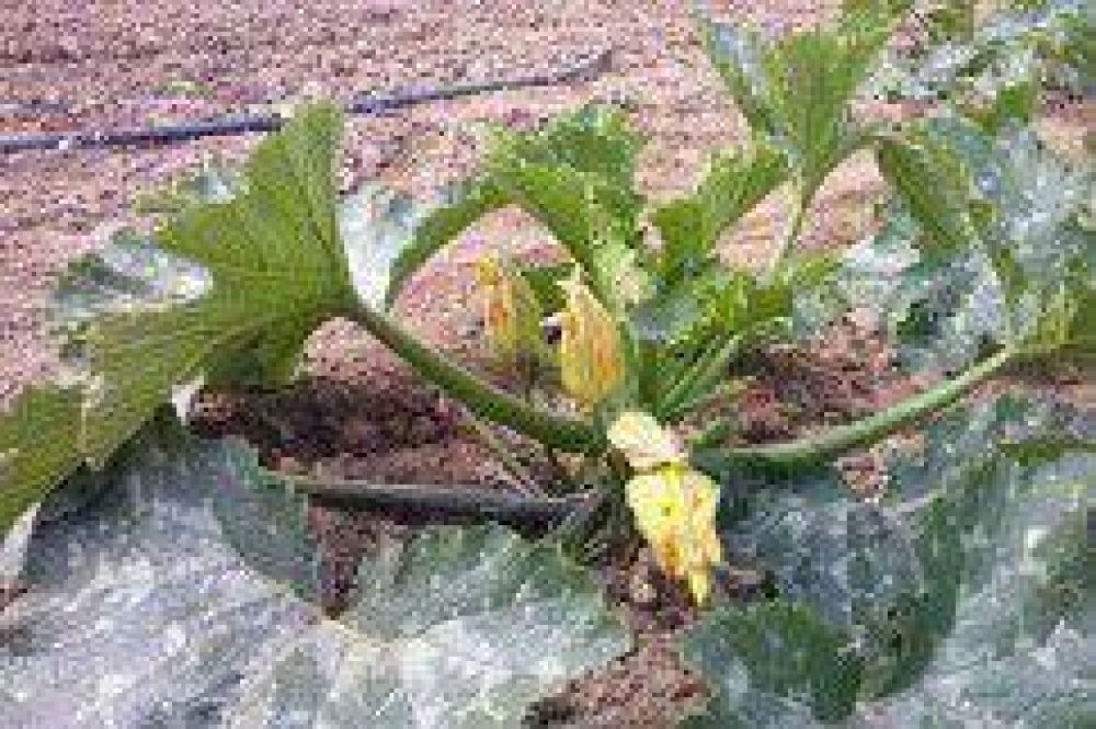 Se�alan que �en el balance total h�drico, nos est� faltando agua para riego� en Jujuy