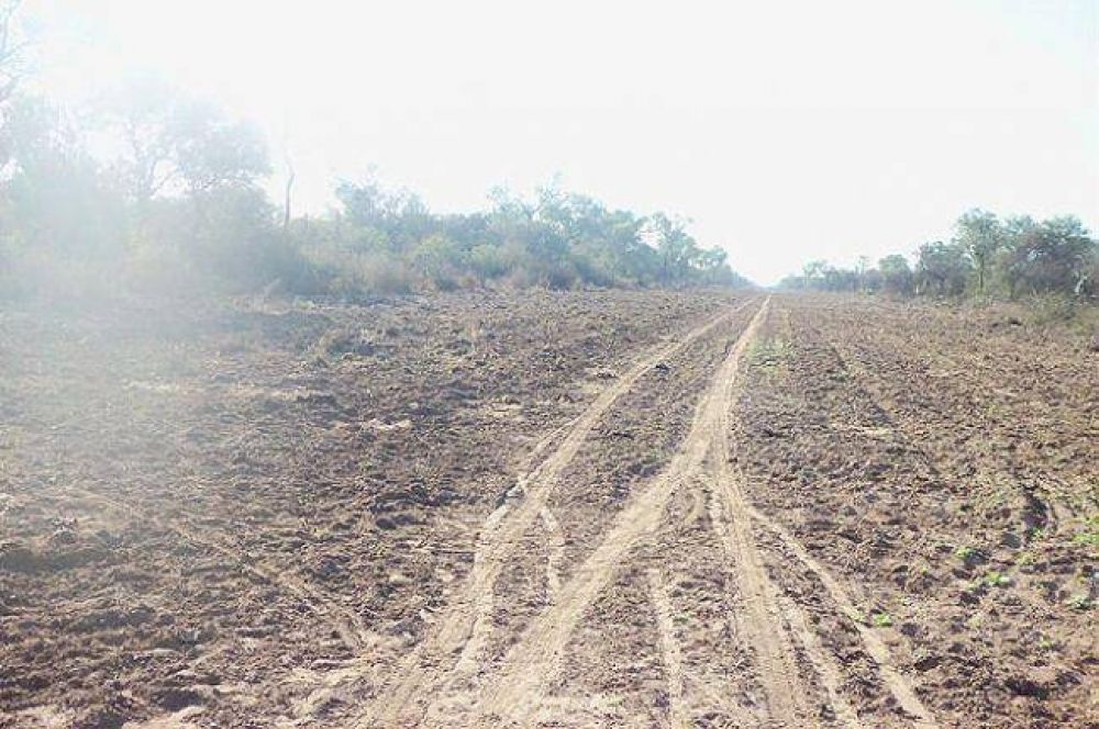 El Banco Mundial tambin denunci un posible desmonte ilegal en el Chaco