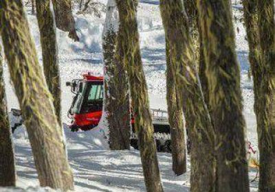 Por talar �rboles, Chapelco pagar� $455 mil 