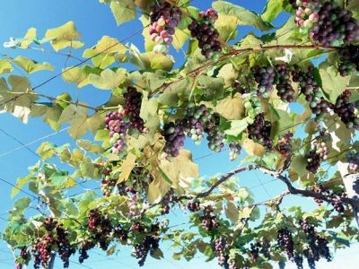 Los productores afectados por heladas recibir�n $20 millones en cr�ditos