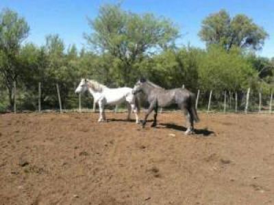 Secuestraron caballos sueltos en las rutas