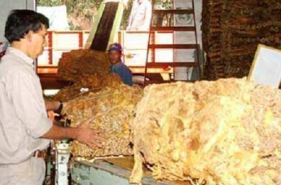 Tabaco: aclaran que desde la Provincia se realizaron todas las gestiones para el pago del FET
