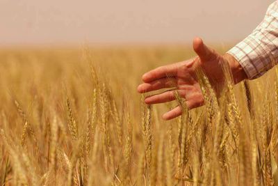 La producci�n de trigo promete crecer el 49%