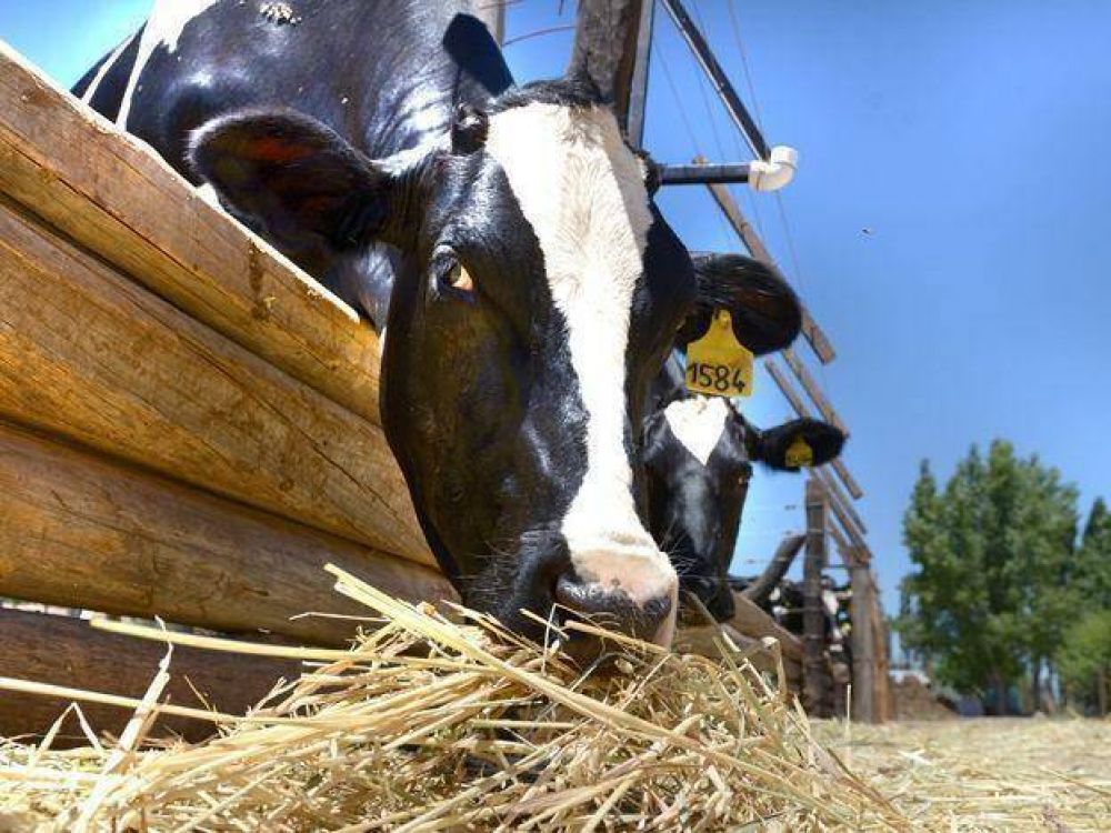 El sector lechero busca resurgir en Mendoza con una nueva planta