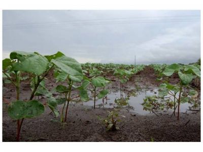 Luego de la lluvia, el campo pas� de sequ�a a saturaci�n de suelos