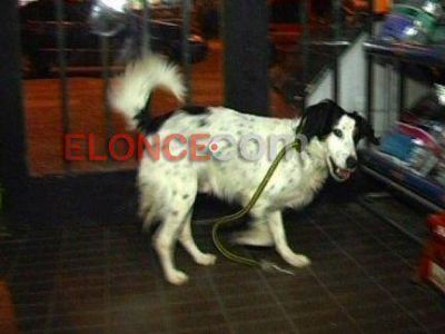 Absolvieron al penitenciario que atac� a un perro: Adujo que fue para defenderse