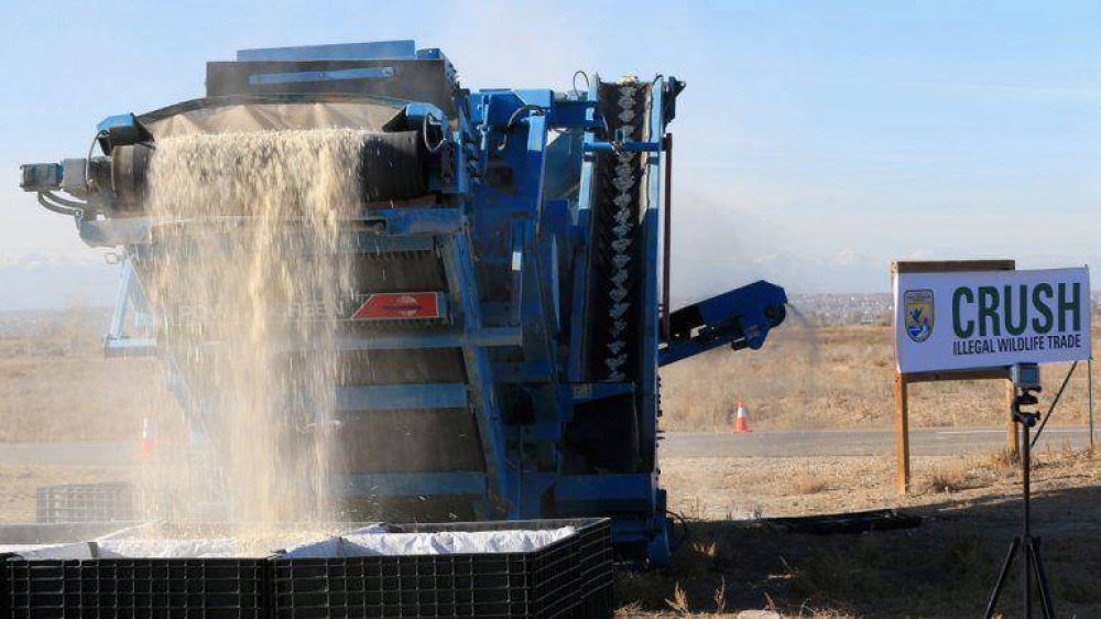 EEUU contra la caza de elefantes: destruy� seis toneladas de marfil