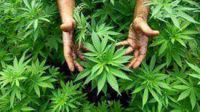 Presentan un proyecto de ley para permitir el autocultivo de marihuana