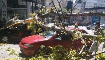 Cuatro veh�culos aplastados por la ca�da de �rboles en la Ciudad