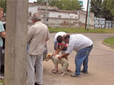 Se implementa la campaa de vacunacin antirrbica para perros y gatos