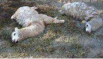 Productores pune�os denuncian la matanza de 34 llamas