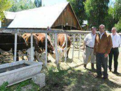Vacas y petr�leo, �convivencia perfecta�
