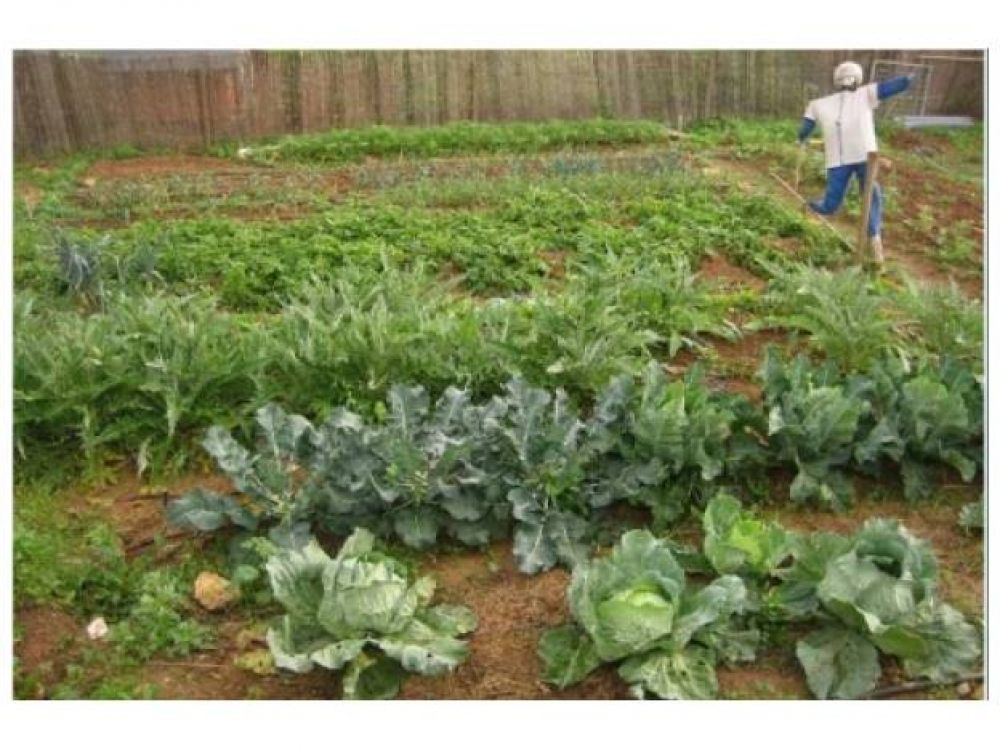 En Oro Verde resaltan la importancia de la agroecolog�a