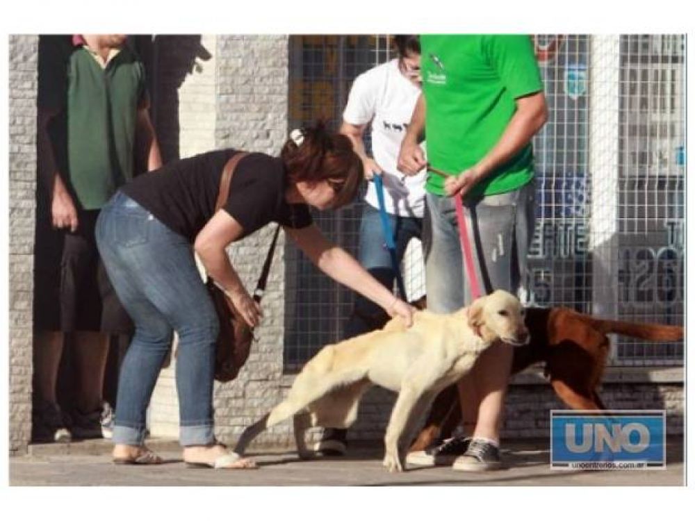 Una muestra m�s del amor que despiertan las mascotas